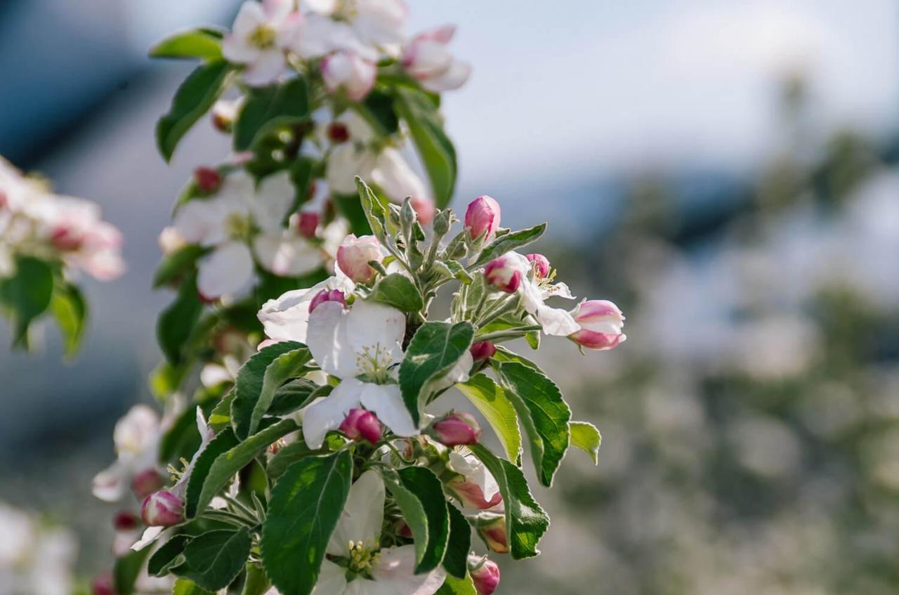 Appartamento Strahlerhof Appiano Sulla Strada Del Vino Esterno foto